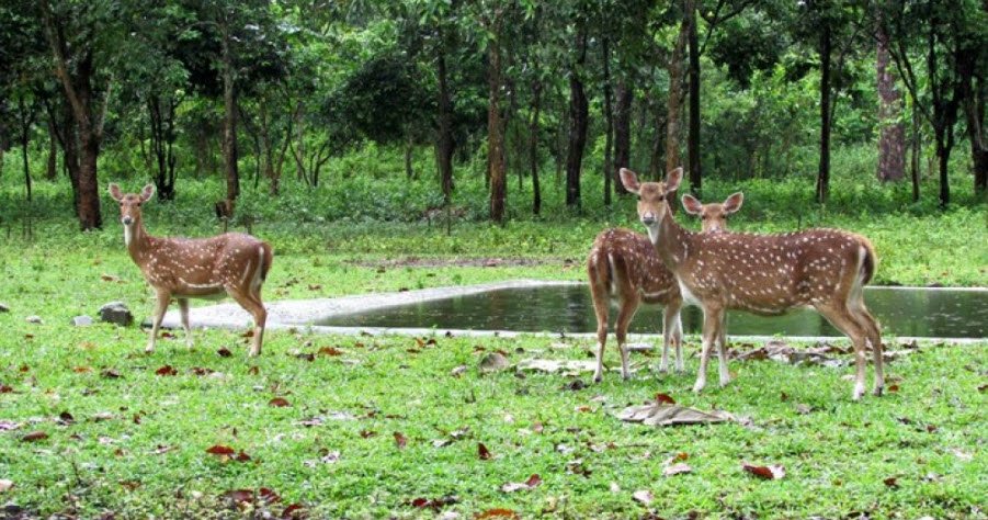 Bethuadahari Wildlife Sanctuary, Nadia, West Bengal - Vushii.com